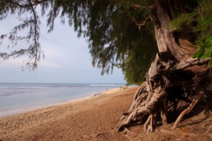 NeeBeachPine